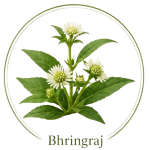 herbs-icons-bhringraj-05