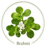 Bramhi